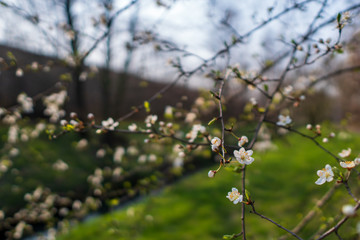 flowering cherry tree in spring, flowering tree in spring , czech