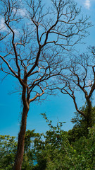 Beautiful trees in National Park Tayrona, Colombia. 