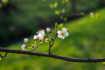 flowering cherry tree in spring, flowering tree in spring , czech