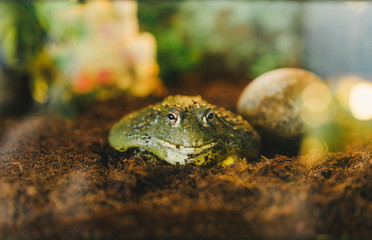 Bull Frog at an Animal Park