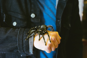 Tarantula on Man's Hand