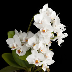 Fototapeta na wymiar Orquídea em fundo preto, phalaenopsis amabilis ou phalaenopsis aphrodite