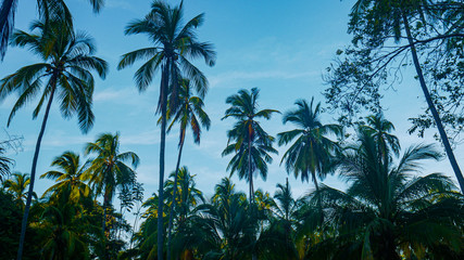 Fototapeta premium Amazing view of palm trees, tropical forest in Tayrona National Park, Colombia. Beautiful tall palm trees, sunny day and amazing natural landscape. Colombia.