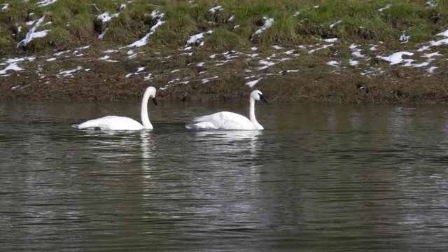 trumpeter swam adults and gosling feeding on the yellowstone river in yellowstone national park in wyoming, usa