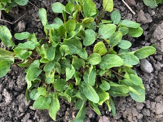 sorrel family with small leaves