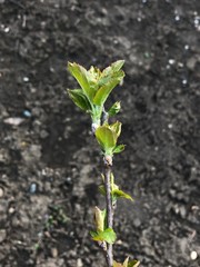 young apple tree branch in spring