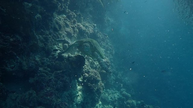 Green sea turtle (chelonia mydas) swims gracefully in the shallow reef of Moalboal. Sea turtles and school of sardines is a famous diving destination in Cebu, Philippines.