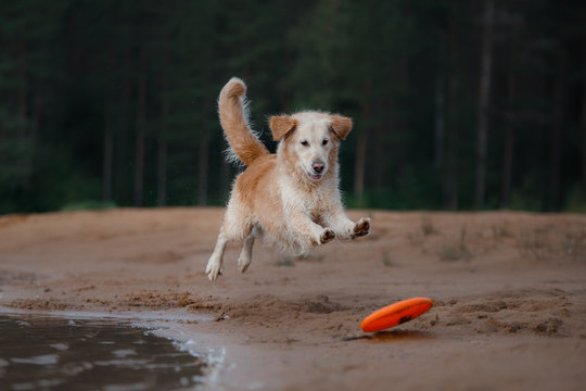 The dog is playing on the beach. Golden retriever in the water, on nature. Pet for a walk