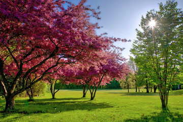 Crab apple trees in full bloom in springtime in Toronto, Ontario, Canada