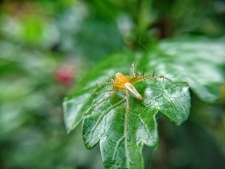 yellow spider on a green leaf