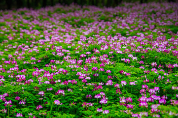 Fototapeta premium Milk vetch flowers in spring