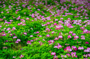 Milk vetch flowers in spring