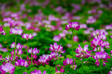 Milk vetch flowers in spring