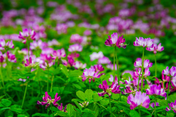 Milk vetch flowers in spring