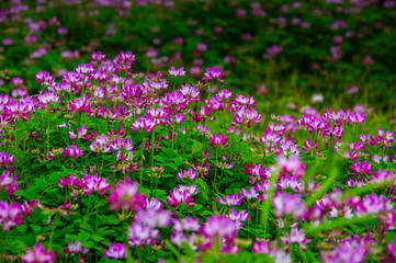 Obraz premium Milk vetch flowers in spring