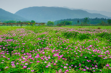 Field of wild flowers