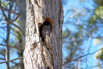 A small owl sleeping in a tree