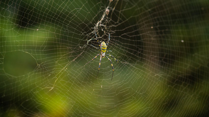 Jorogumo spider on a web