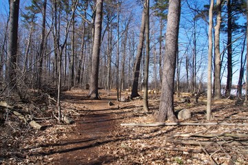 A forest on a sunny day