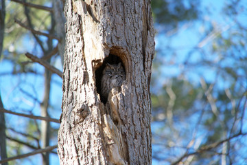 A small owl sleeping in a tree