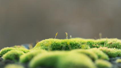 Macro Moss leaf on a wooden fence post