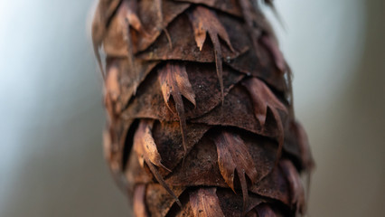 Douglas fir pine cone upclose