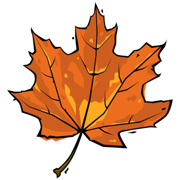 Vector illustration of a fallen Canadian sugar maple leaf in autumn, with oranges and yellow colours and a black ink outline. Isolated on a white background. Can represent fall, change, death, and nat