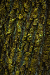 Colorful green bark