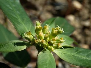the close-up flower of calamansi fruit