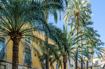 Fototapeta na wymiar Architecture and palm trees in the Mediterranean city of Alicante, Spain