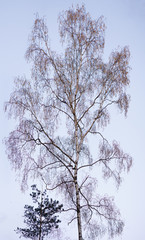 Baum Silhouetten am Aband