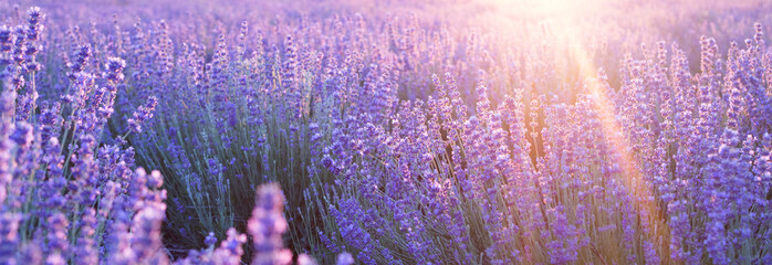 Flowers at sunset rays in the lavender fields in the mountains. Beautiful image of lavender over summer sunset landscape.