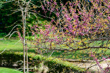 Daphne family plants with pink flowers on tree branches