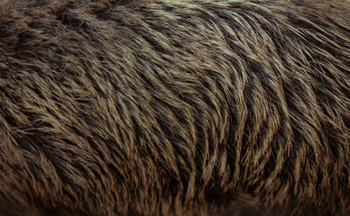 Animal hair of a pig