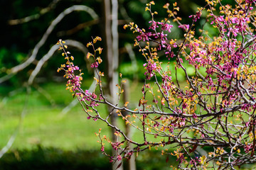 Daphne family plants with pink flowers on tree branches