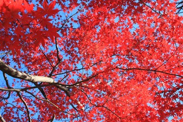 空一面の紅葉