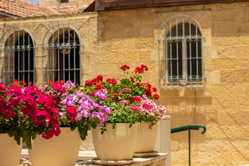 landscaping urban view old city street garden district vivid colorful flowers vases unfocused stone building background in spring sunny day