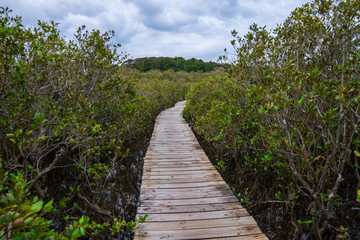 Naklejka na ściany i meble Pathway through mangroves, New Zealand