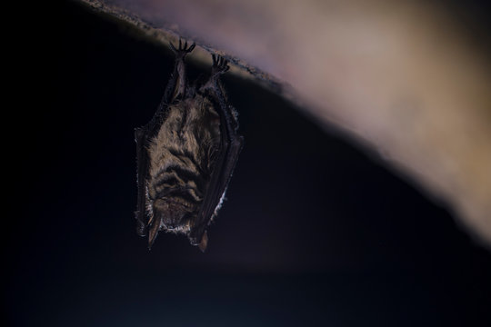 Close Up Natterer's bat Myotis nattereri moving awakened after hibernating