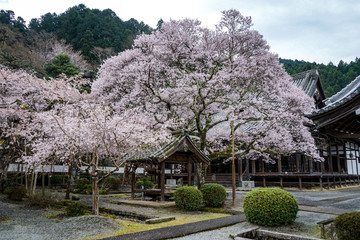 Fototapeta na wymiar 古都奈良に咲く桜　Cherry blossoms bloom in ancient Nara Japan 