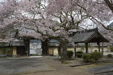 Fototapeta na wymiar 古都奈良に咲く桜　Cherry blossoms bloom in ancient Nara Japan 