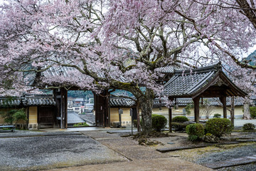 Fototapeta na wymiar 古都奈良に咲く桜　Cherry blossoms bloom in ancient Nara Japan 