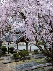 Naklejka premium 古都奈良に咲く桜 Cherry blossoms bloom in ancient Nara Japan 