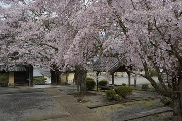 古都奈良に咲く桜　Cherry blossoms bloom in ancient Nara Japan 