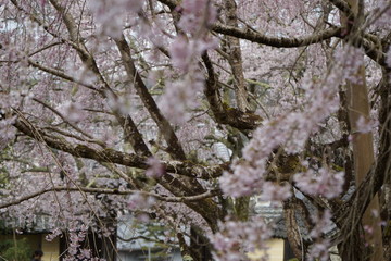 古都奈良に咲く桜　Cherry blossoms bloom in ancient Nara Japan 