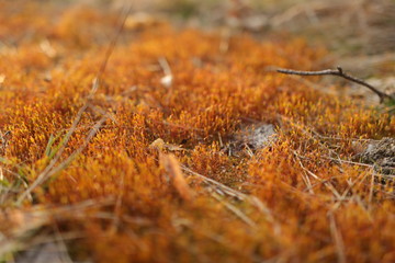 grass in autumn