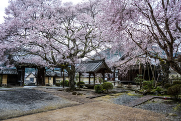古都奈良に咲く桜　Cherry blossoms bloom in ancient Nara Japan 