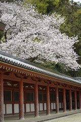 古都京都に咲く桜　Cherry blossoms bloom in ancient Kyoto Japan