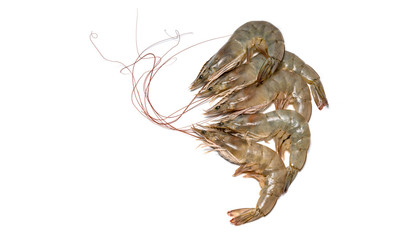 Fresh shrimp or prawn on white background, Raw prawns isolated on white background, fresh white shrimps in white  background.