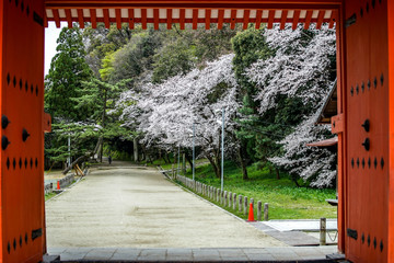 古都京都に咲く桜　Cherry blossoms bloom in ancient Kyoto Japan